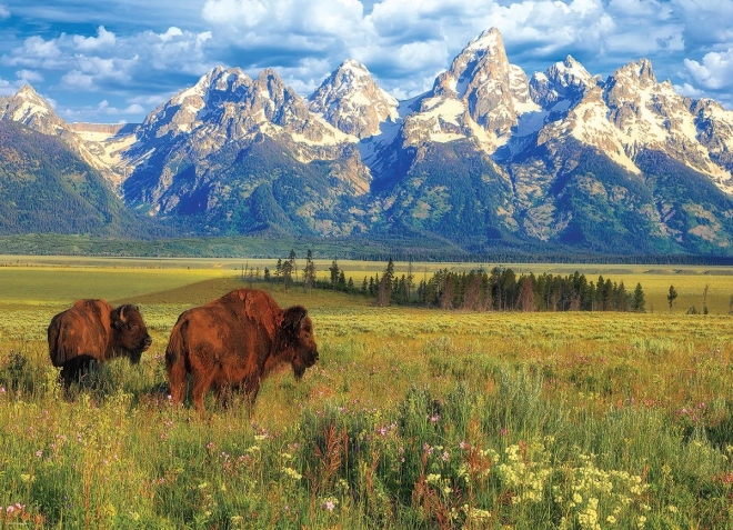Puzzle magnifique Parc national Grand Teton 1000 pièces