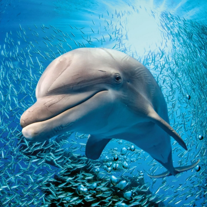Calendrier de notes Animaux Sauvages 2026