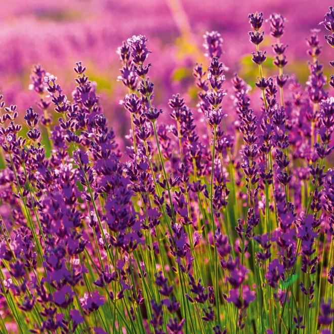 Calendrier à notes Provence 2026