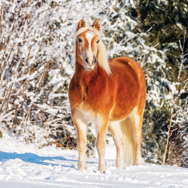 NOTIQUE Calendrier de notes Chevaux – Christiane Slawik 2025, 30 x 30 cm