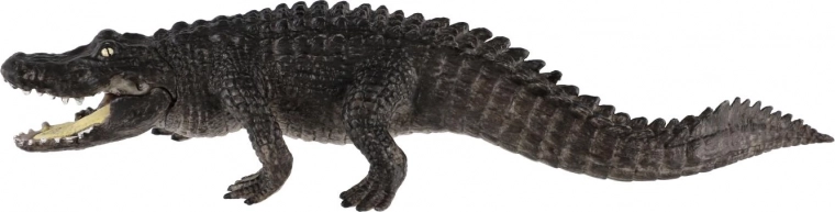 Idéal pour l’éducation et la collection