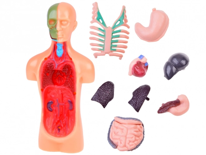 Modèle éducatif du corps humain avec organes