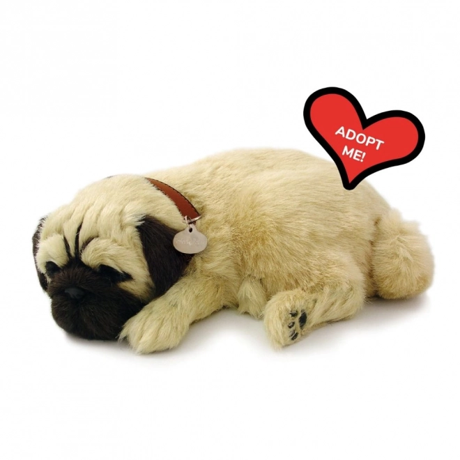 Chiot respirant carlin Perfect Petzzz