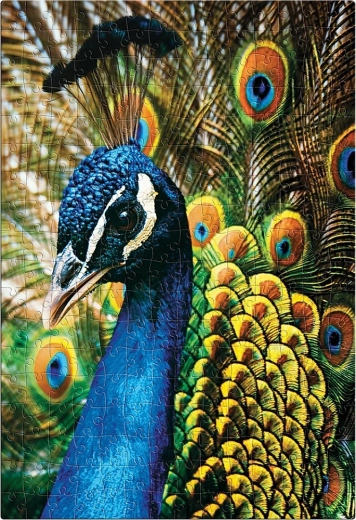 Puzzle Nature colorée : Paon 250 pièces