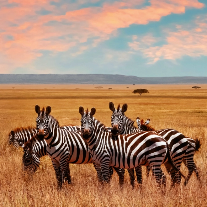 Calendrier de notes Animaux Sauvages 2026