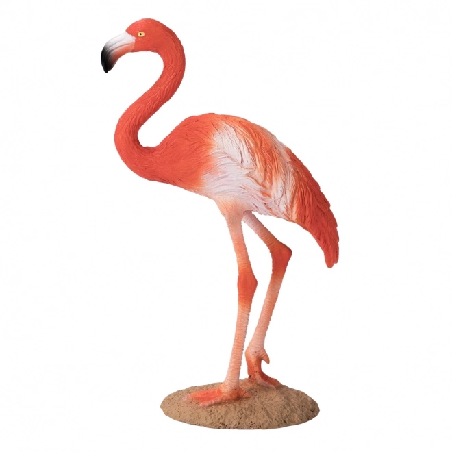 Mojo Flamant Américain