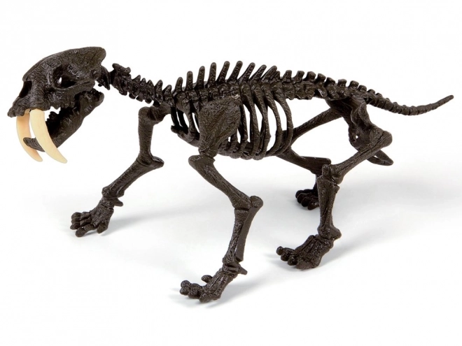 Clementoni Smilodon - Squelette à construire du tigre à dents de sabre