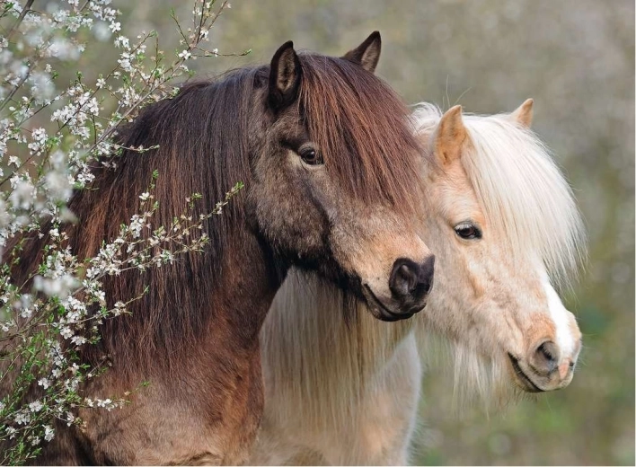 Puzzle Ravensburger Perfect Ponies 150 pièces