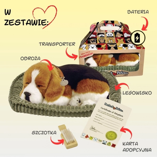 Chiot Beagle Respira Perfect Petzzz
