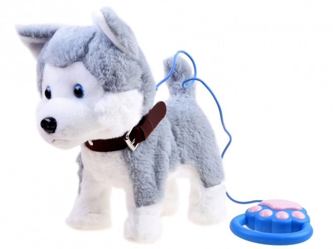 Chien Husky interactif en laisse