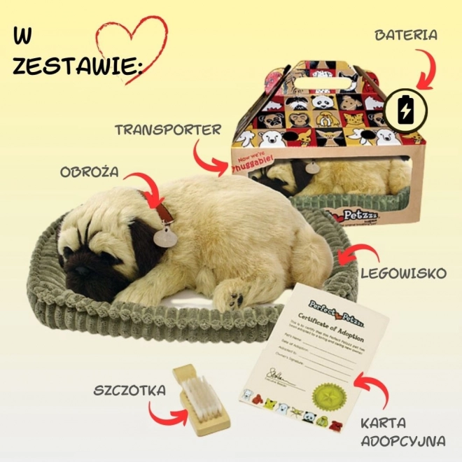 Chiot respirant carlin Perfect Petzzz