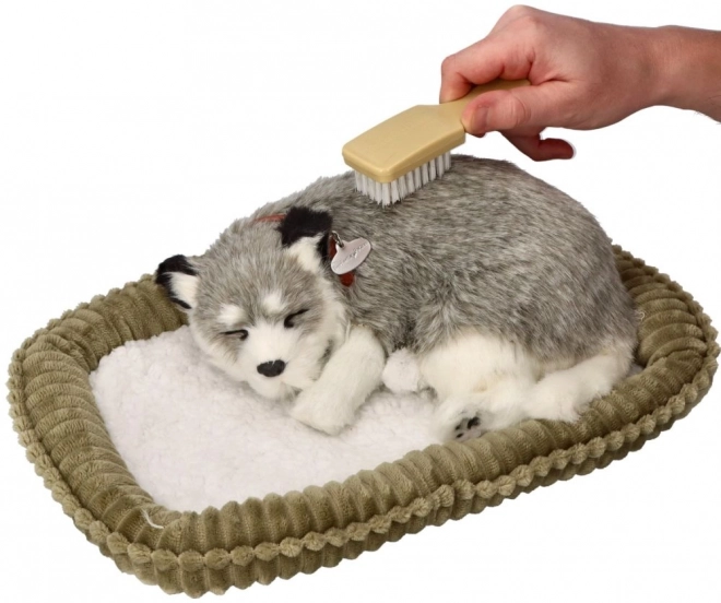 Husky d'Alaska en peluche à couper le souffle