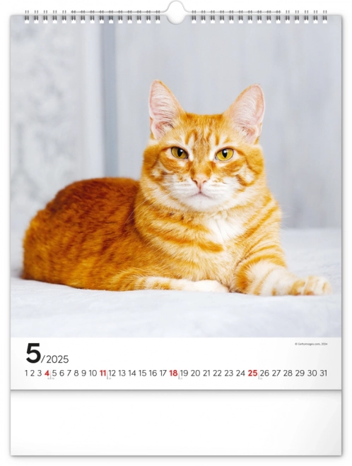 Calendrier mural Chats 2025, 30 × 34 cm