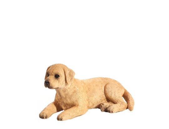 Mojo Labrador chiot