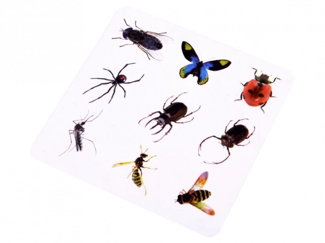Cartes éducatives avec des insectes