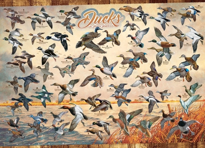 Puzzle COBBLE HILL Canards d’Amérique du Nord 1000 pièces