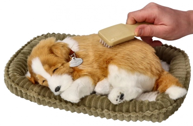 Chien de berger écossais Collie à couper le souffle à adopter