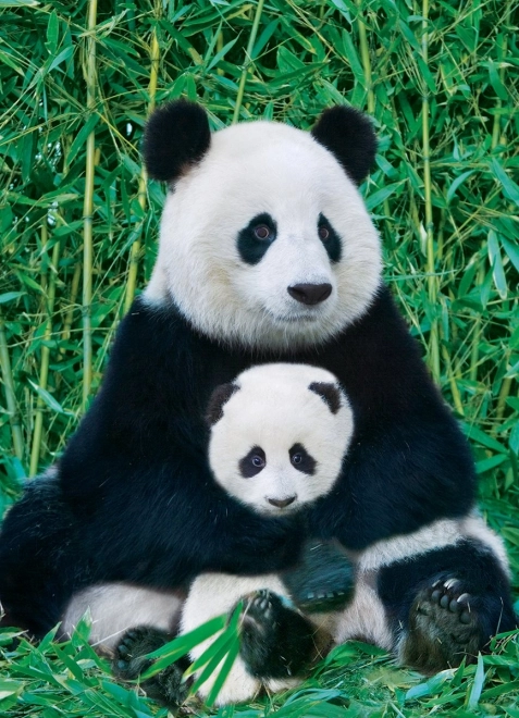Puzzle EUROGRAPHICS Panda avec son petit 1000 pièces