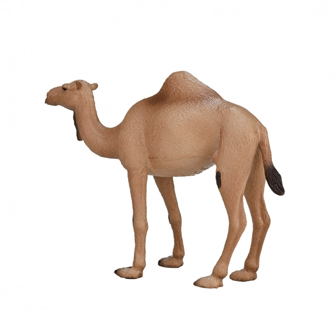 Mojo Animal Planet Dromadaire