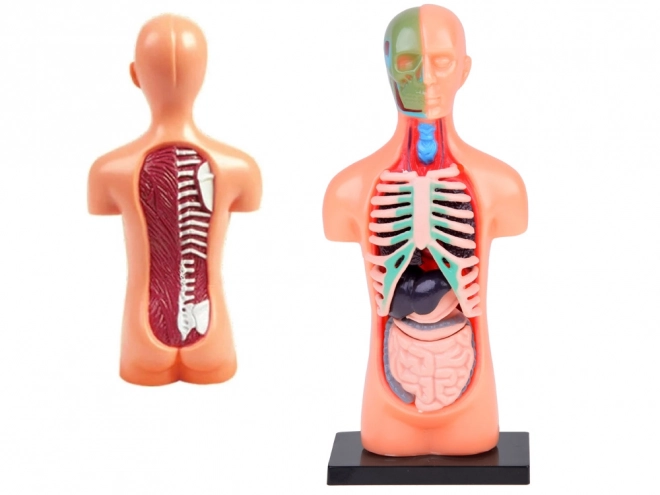 Modèle éducatif du corps humain avec organes