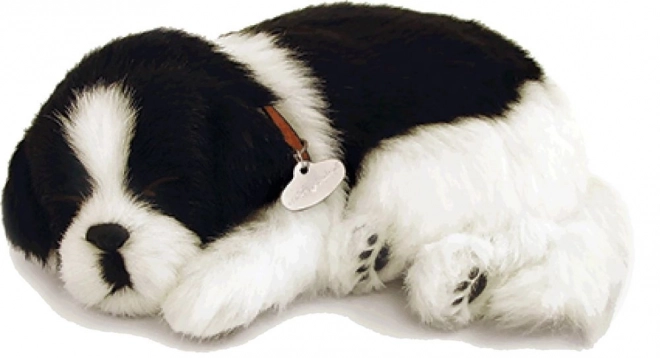 Chiot Border Collie respirant à adopter