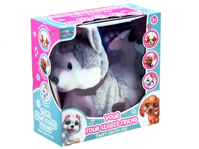 Chien Husky interactif en laisse