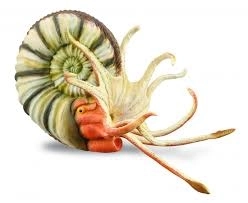 Collecta pleuroceras – modèle d’ammonite