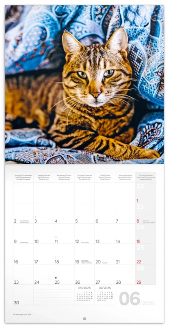 Calendrier de notes Chats 2025, 30 × 30 cm