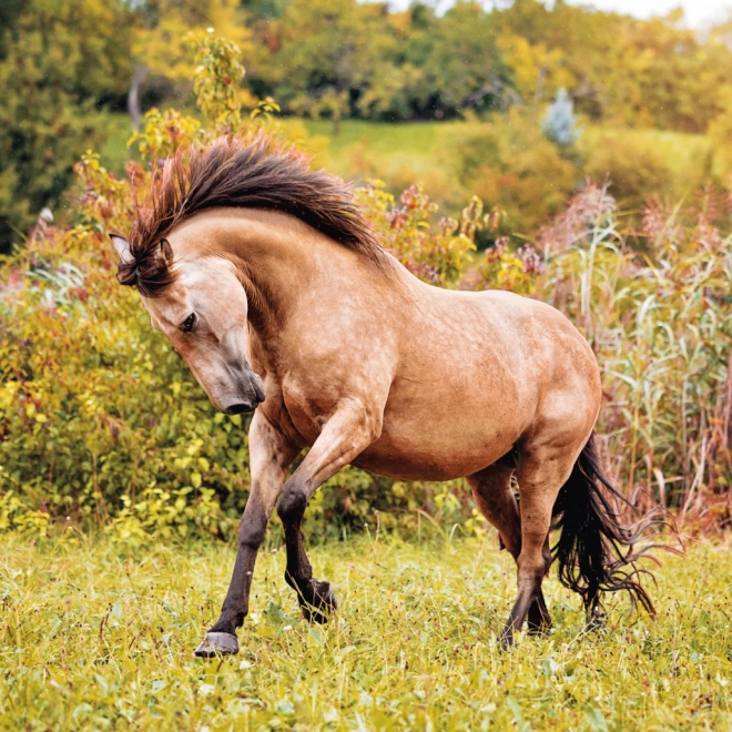 NOTIQUE Calendrier de notes Chevaux – Christiane Slawik 2025, 30 x 30 cm