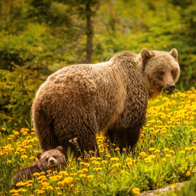 Calendrier de notes Animaux Sauvages 2026