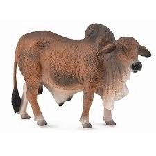 Taureau Brahmane Rouge
