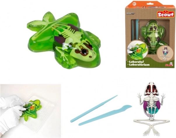 Explore la dissection de la grenouille – kit éducatif avec slime
