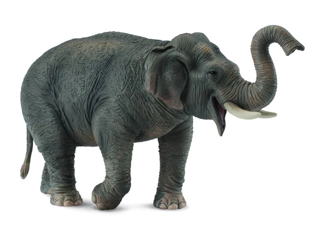 Éléphant d'Asie