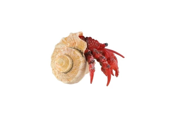 Crabe ermite en plastique zooted 7cm en sachet