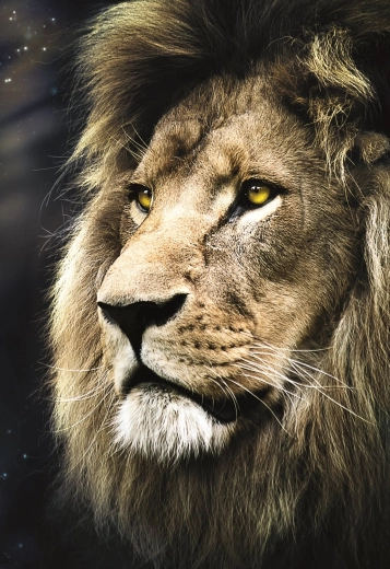 Puzzle 1500 pièces – portrait de lion