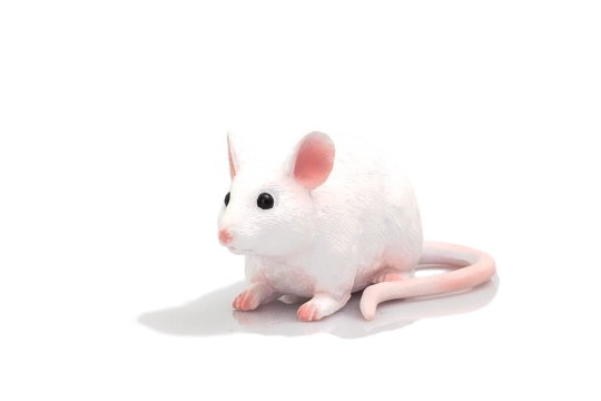 Mojo Souris