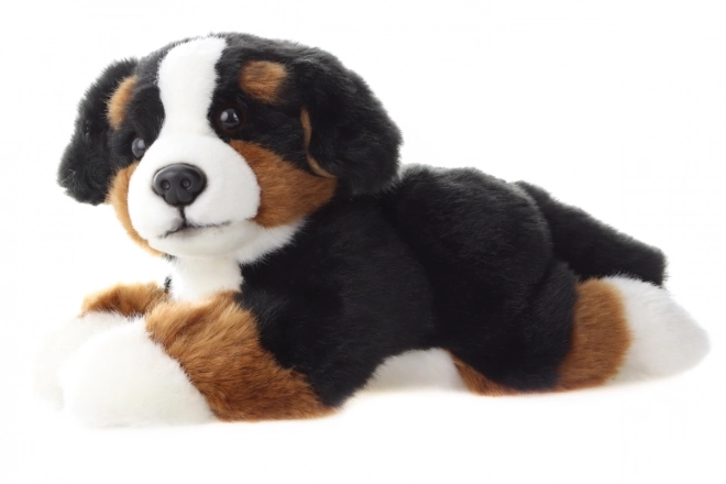 Chien de montagne bernois en peluche 25 cm