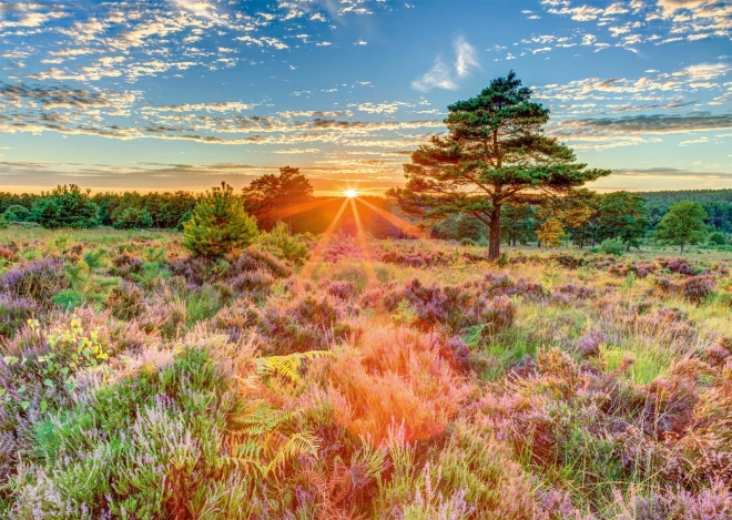 Puzzle Coucher de soleil sur la bruyère
