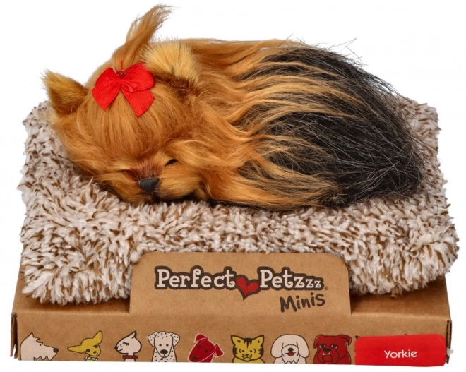 Le parfait petit compagnon chiot York