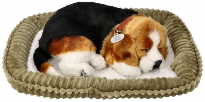 Chiot Beagle Respira Perfect Petzzz