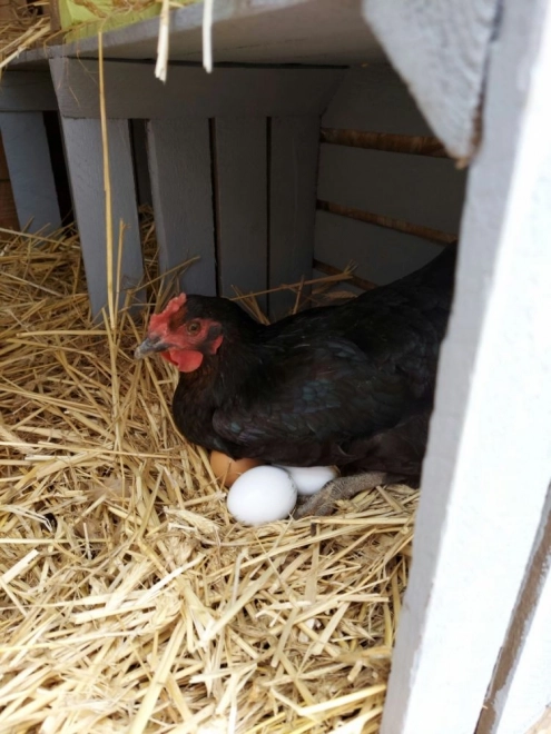Œufs en bois dans une boîte de 6 pièces
