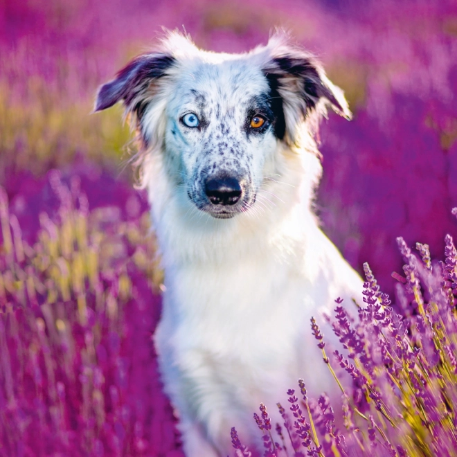 Calendrier avec notes Chiens 2025, 30 × 30 cm