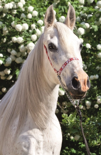 TREFL Puzzle Monde des chevaux: Portrait de cheval gris 54 pièces
