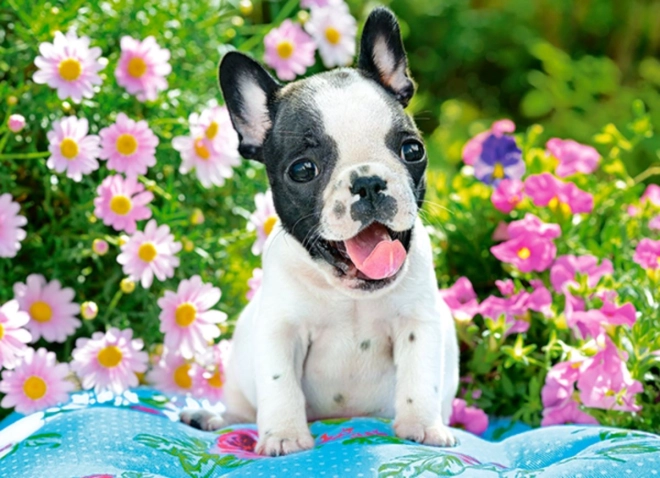 Puzzle 70 pièces – chiot bouledogue français