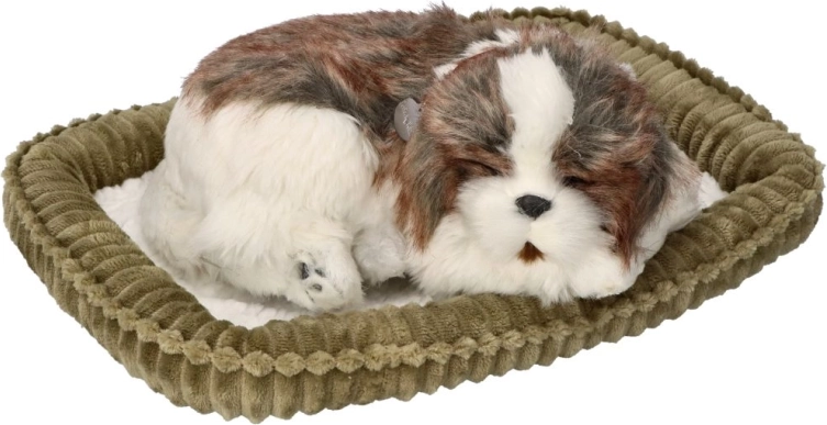 Adopte-moi chiot Shih Tzu qui respire