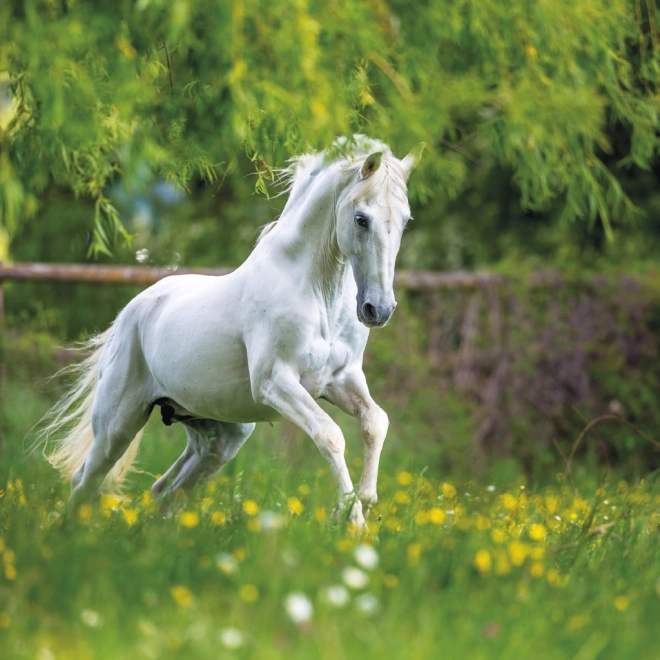 NOTIQUE Calendrier de notes Chevaux – Christiane Slawik 2025, 30 x 30 cm
