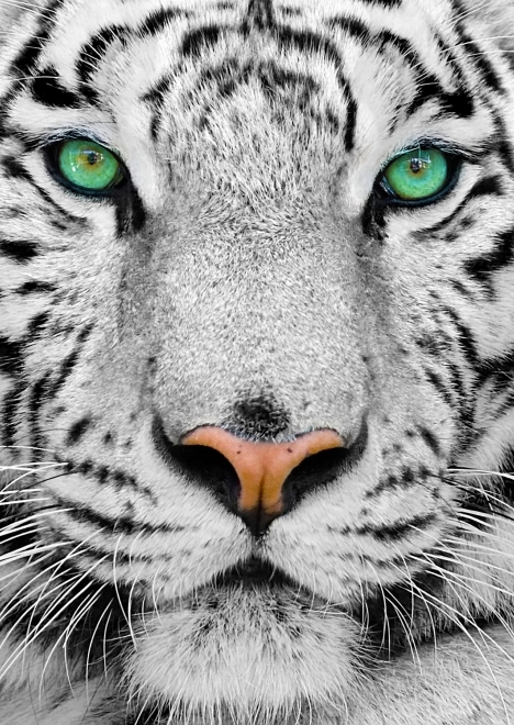 Puzzle Tigre de Sibérie Blanc 1000 pièces