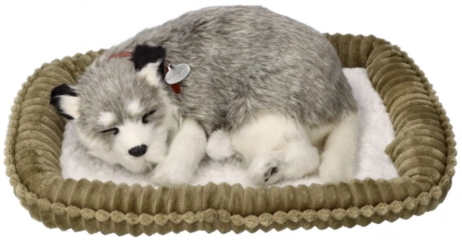 Husky d'Alaska en peluche à couper le souffle