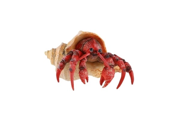 Crabe ermite en plastique zooted 7cm en sachet