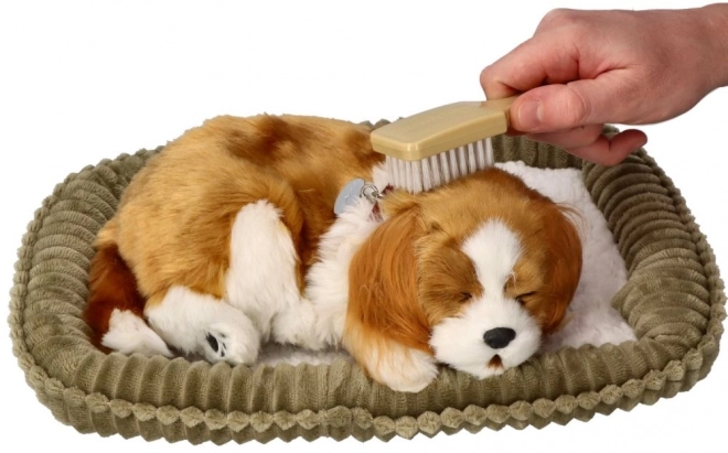 Chiot Cavalier respirant